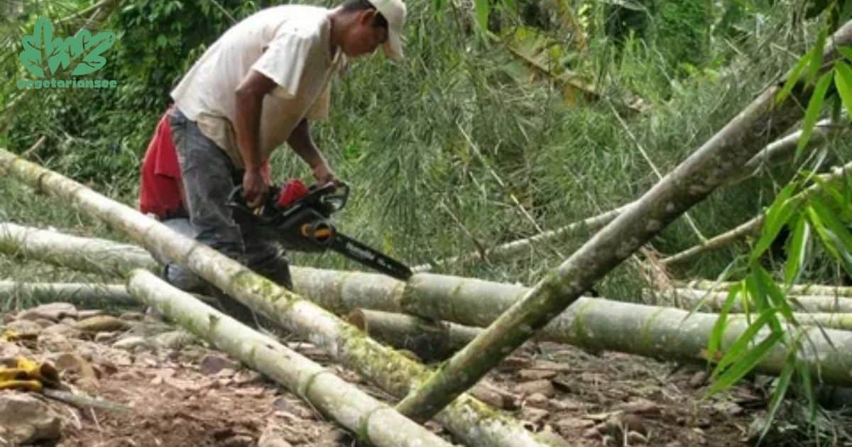 Reciprocating saw online to cut bamboo