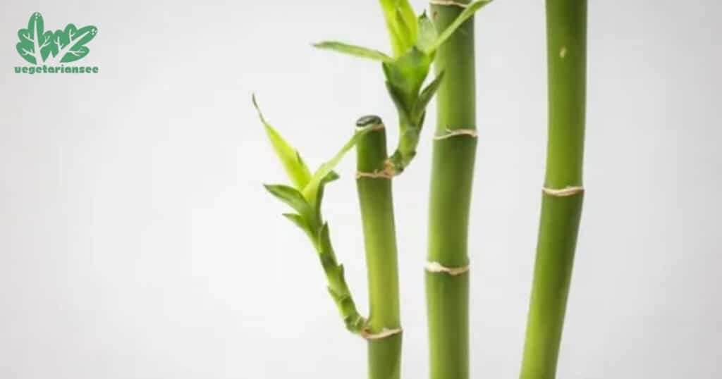 Does bamboo regrow when cut?