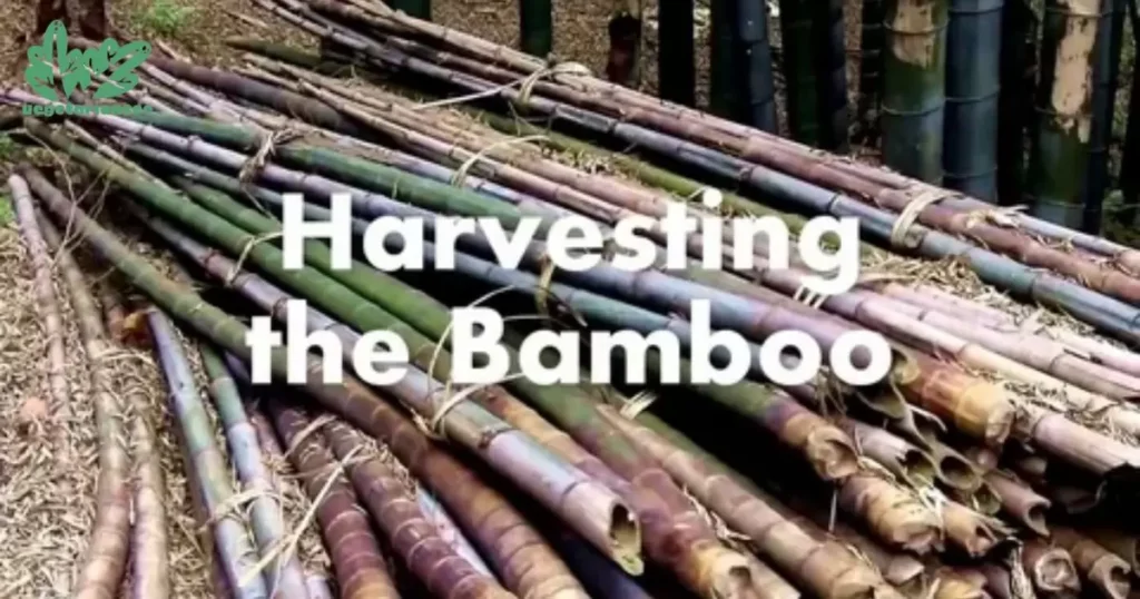 Harvesting The Bamboo Stem is The First Step in Making Bamboo Sheets