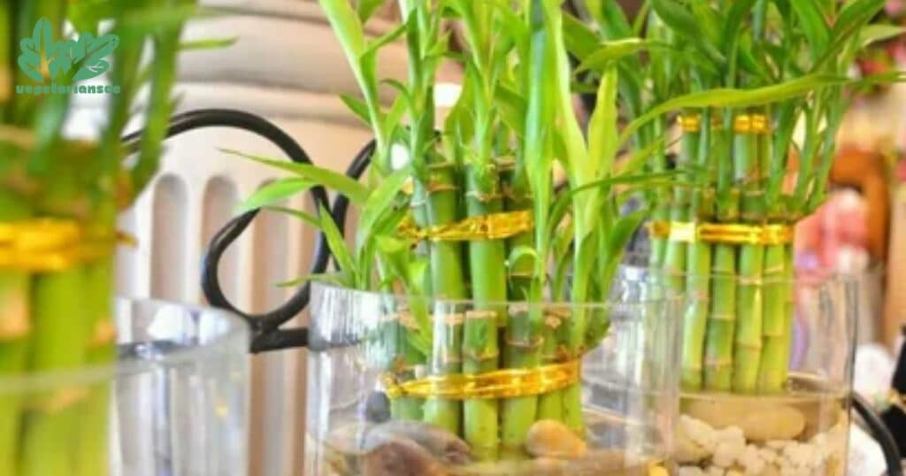 How To Trim A Bamboo Plant In Water?