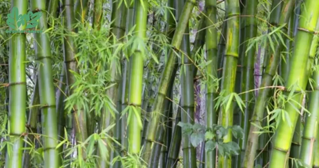 Lucky Bamboo Structure