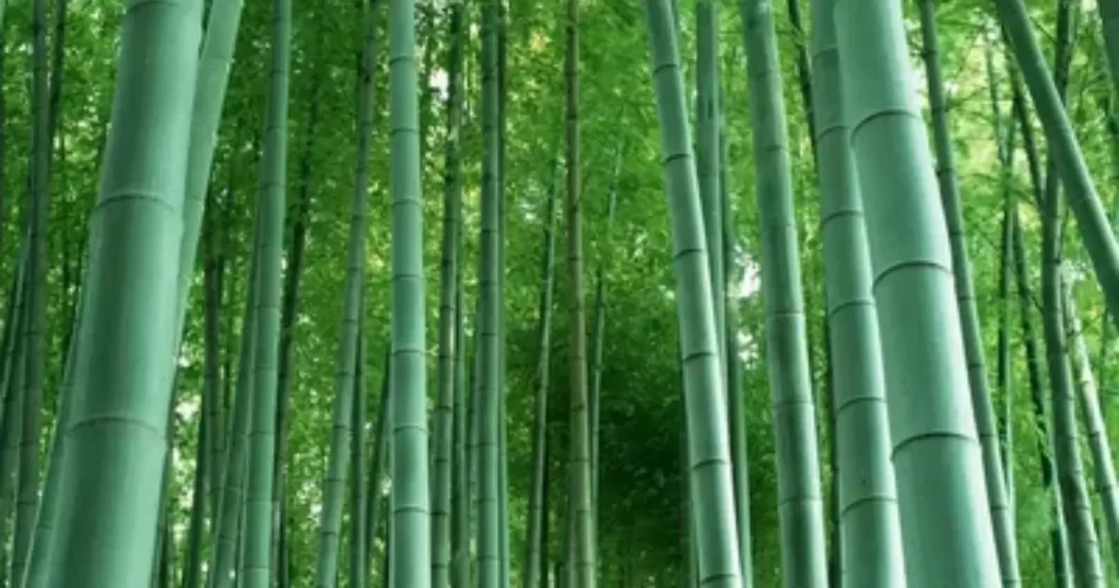 Quality Of Bamboo