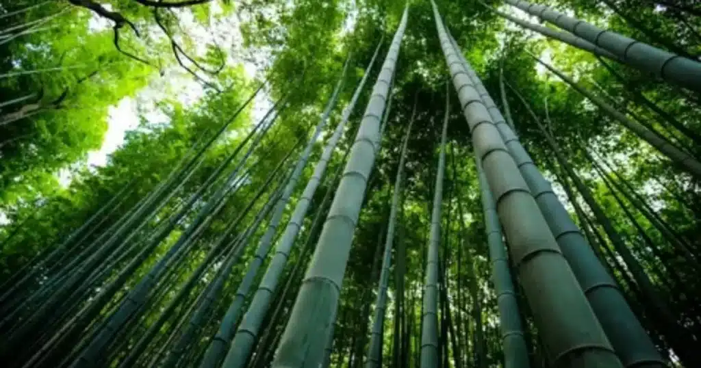 Sourcing Sustainable Bamboo