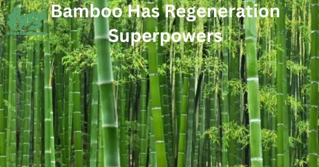 Bamboo Has Regeneration Superpowers