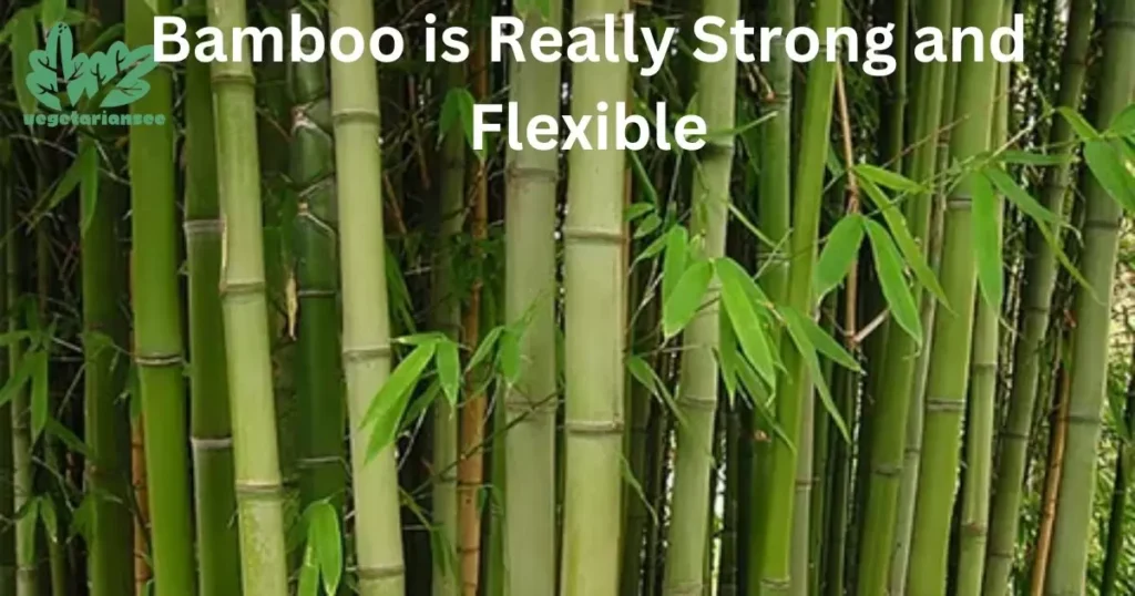 Bamboo is Really Strong and Flexible
