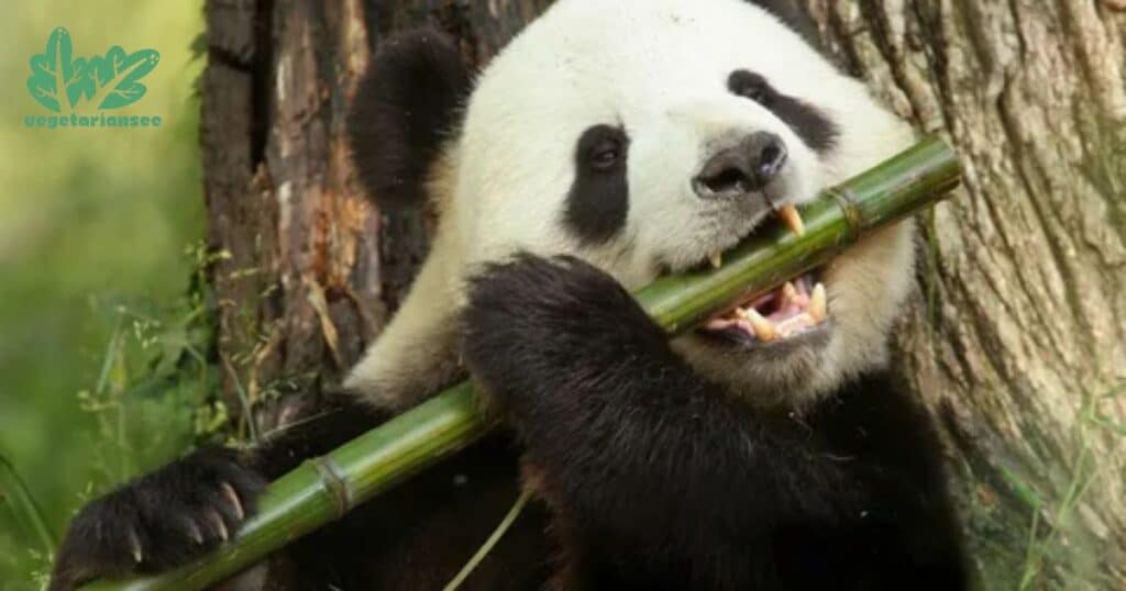 How Can Pandas Eat Bamboo?