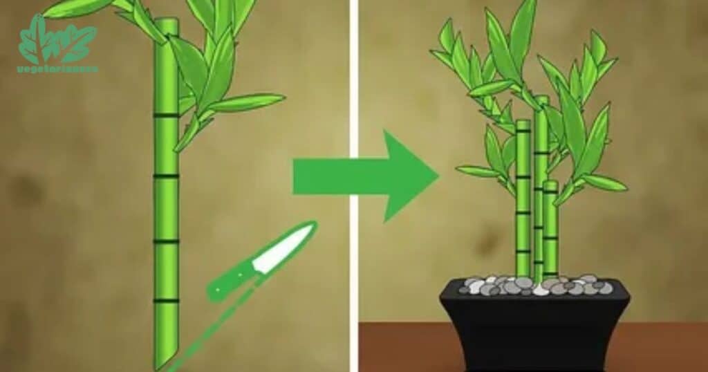 How Fast Does A Bamboo Grow In A Day?