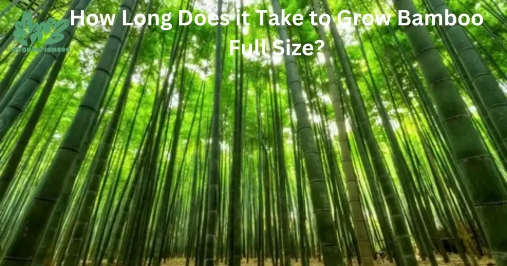 How Long Does it Take to Grow Bamboo Full Size?