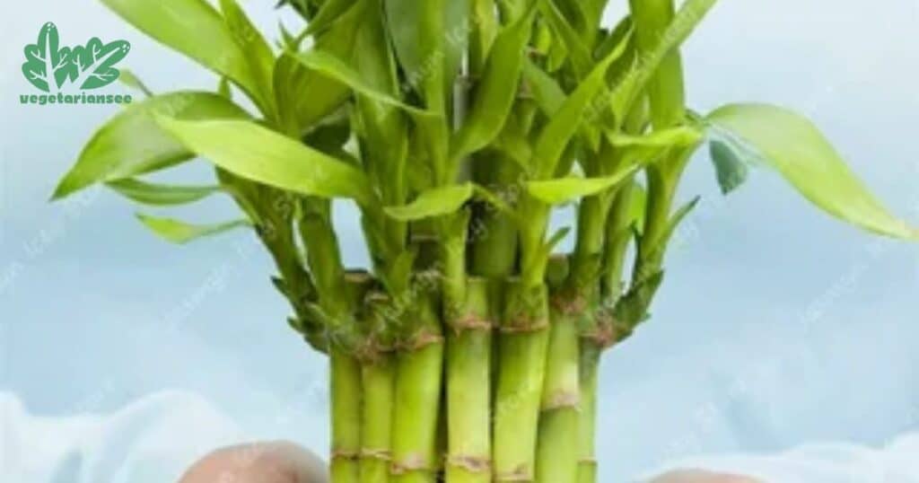 How To Grow Bamboo Shoots For Eating?