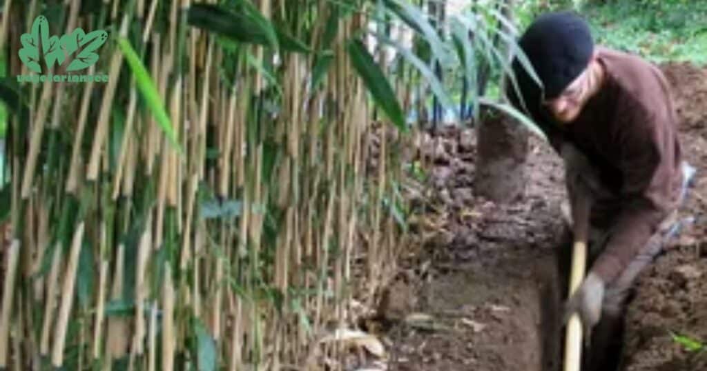 How To Kill Bamboo Plants And Control Bamboo Spread?