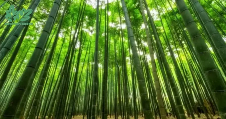Is Bamboo A Tree?