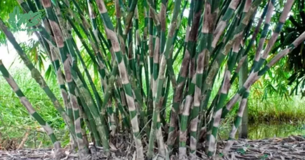 Is Bamboo Invasive?