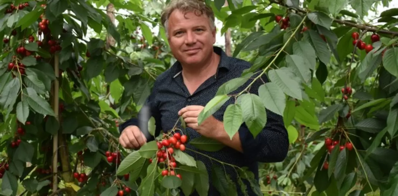 Brouwer Fruit  Kersen Verkoop: Excellence in Cherries