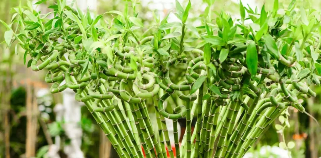  All about lucky bamboo plants