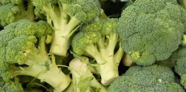 Broccoli and Food Preservation Techniques.