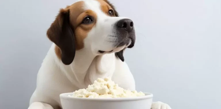 Can-Dogs-Eat-Ricotta-Cheese-A-Expert-Guide.