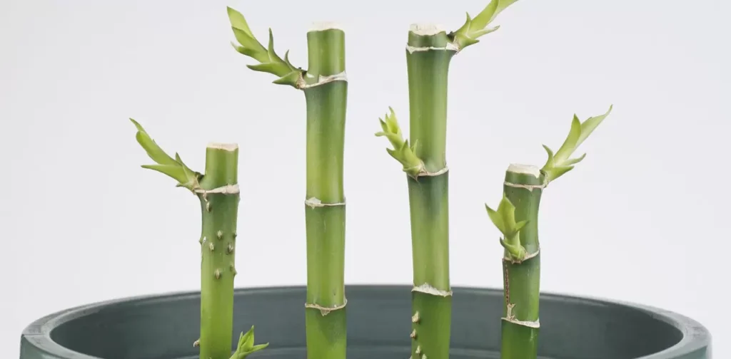 Can-I-make-a-new-lucky-bamboo-plant