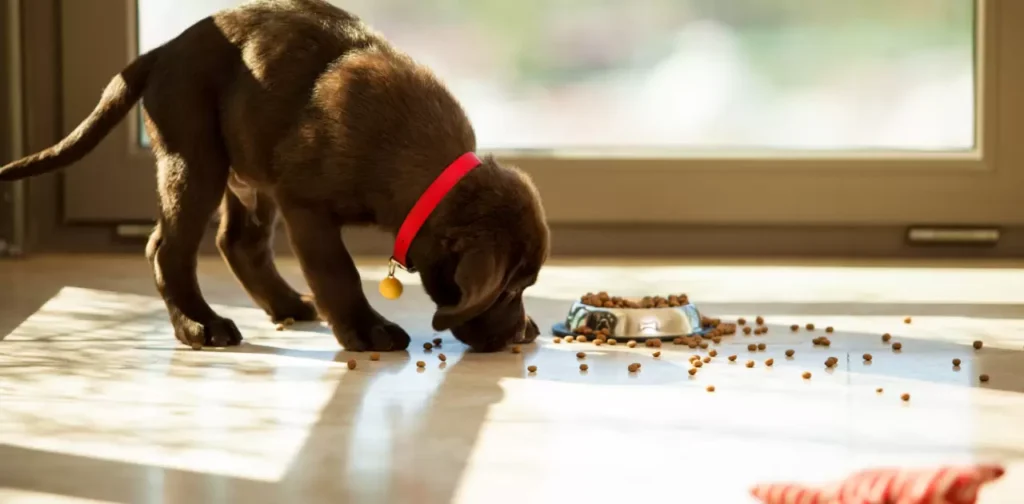  Choosing the Right Puppy Food.