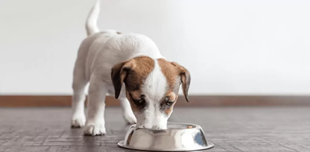 
Common-Feeding-Issues-for-Puppies.