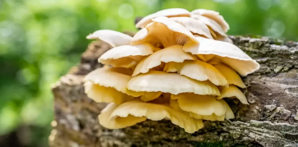 Health with Oyster Mushrooms