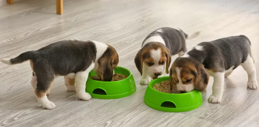  Nutritional Needs for Puppies.