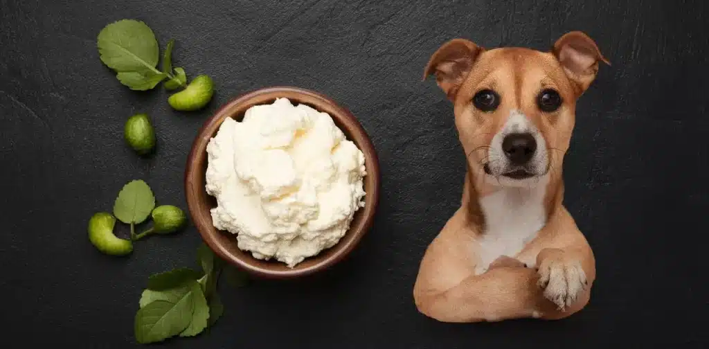 Ricotta-Cheese-and-Your-Dogs-Health.