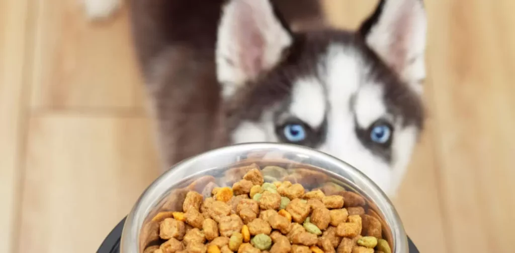  Transitioning to Adult Dog Food.