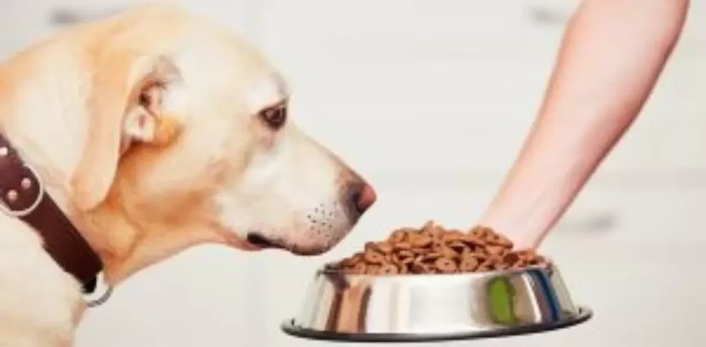 Understanding-Wet-Dog-Food.