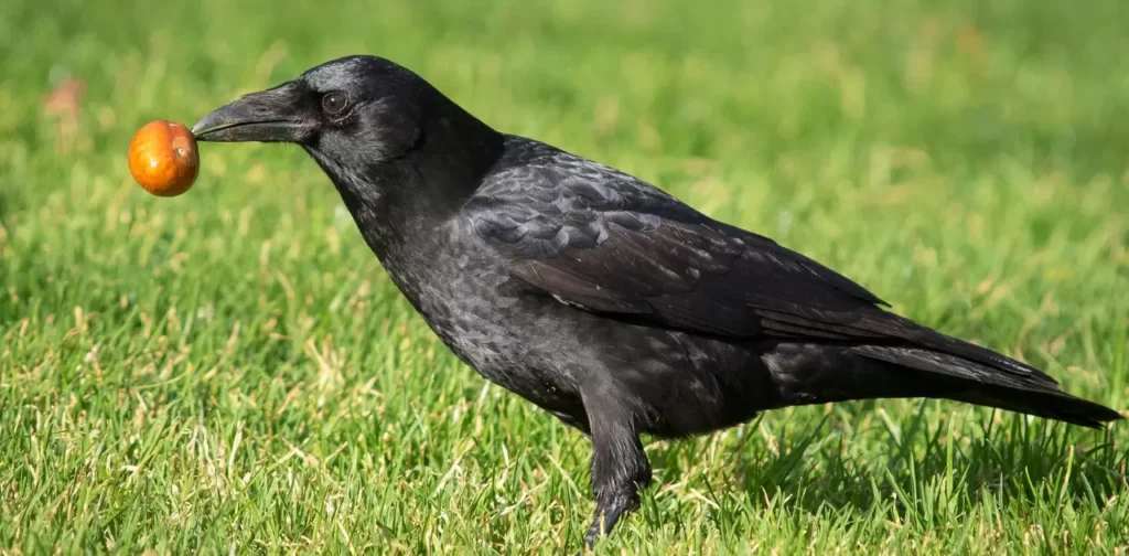 What Do American Crows Eat