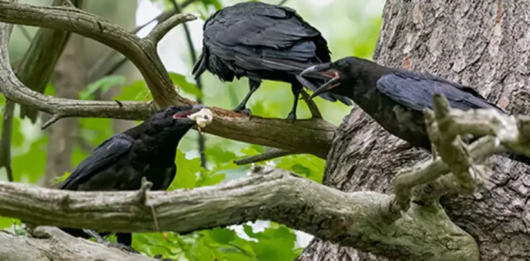 What Food Do Crows Like