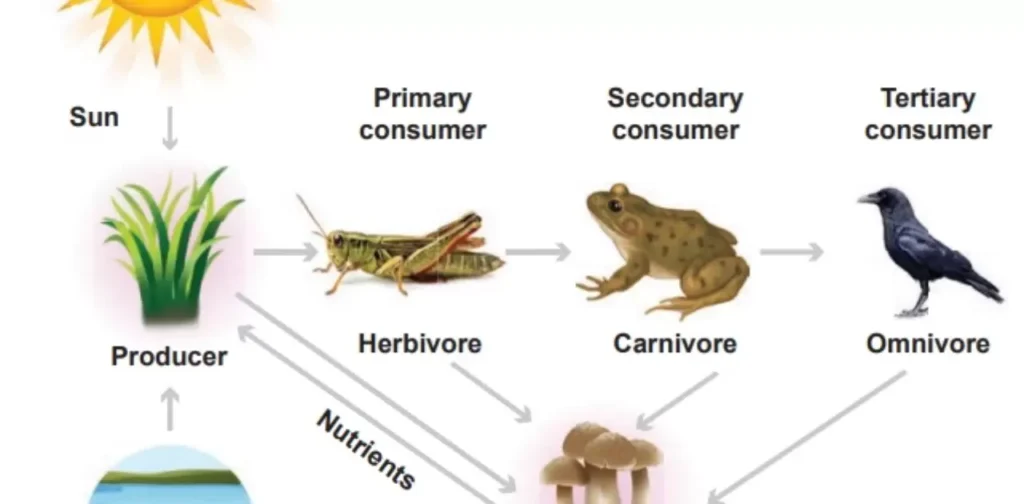 Where Do Crows Fit in the Animal Food Chain