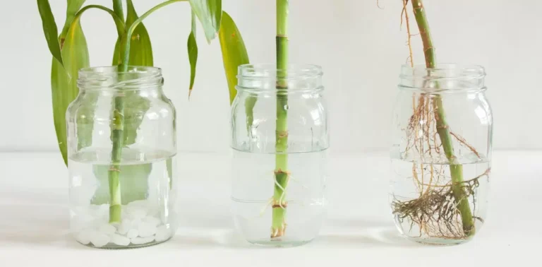 how-to-grow-lucky-bamboo.