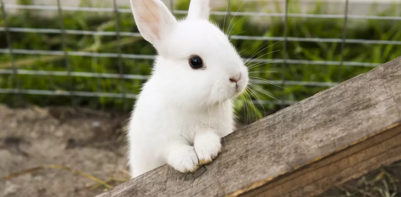 How Long Can Rabbits Survive Without Food